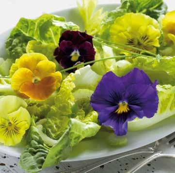 VIOLA 26 Speciella sorter Tasty Mix F1 Mycket storblommig Mega Star F1 Specialtyp med aromatisk, söt smak