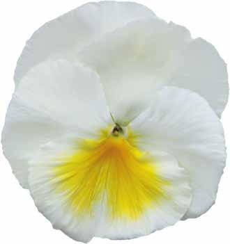 blommor med diametrar på upp till 11 cm För höst- och vårblommor Kompakt tillväxt och korta, fasta