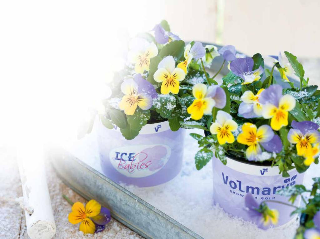 Innehållsförteckning Ekologiska prydnadsväxter 3 Växtmärkeskoncept 4 Viola-sortimentöversikt 6 Viola Mix a Twix 8 Viola x cornuta Twix 10 Twix Special 14 Twix Power 15 Ice Babies 16 Viola x