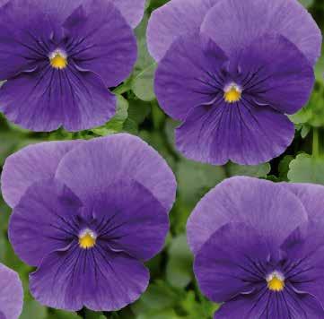 VIOLA 28 Multiflora Lubega F1 Mycket