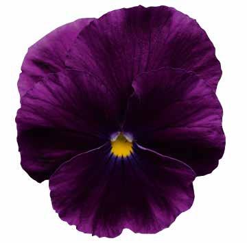 diameter Lång blomning ända in på sommaren 488040 Morpho