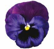 växtstruktur Många, stadiga blommor på korta stjälkar Mörkt bladverk med korta stjälkar 488500 Blau mit heller Fahne