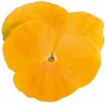Auge Mellanblå med öga 488555 Orange Orange 488560 Orange mit Auge Orange med öga 488570 Silberblau Silverblå 488575