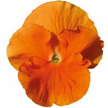 Orange mit Auge 31