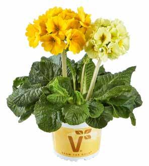 PRIMULA PRODUKTSÖKARE 32 Primula produktsökare Primula-sorter utgör en viktig del av utbudet av vårblommor.