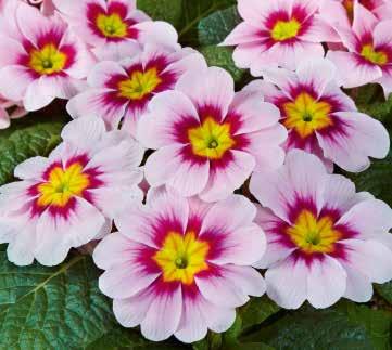 PRIMULA 34 TIDIGA SORTER Arizona F1
