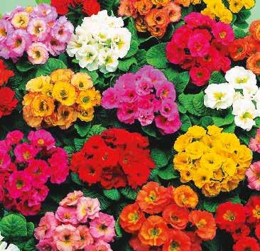 PRIMULA 36 TIDIGA SORTER Barock Mix F1 Tidigt blommande blandning med halvfyllda blommor Enhetlig och kompakt i