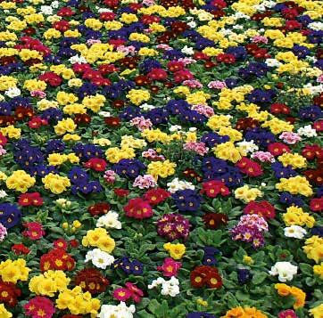 tillväxt, korta blad Medelstora, lysande blommor på stadiga stjälkar För blommande produkter från och med