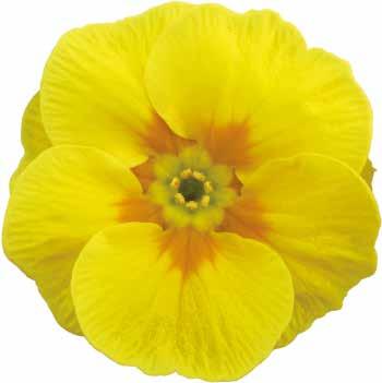 Euphorbia &