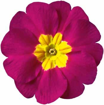 Violet F1 471565