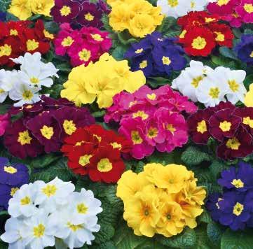PRIMULA 38 MEDELTIDIGA SORTER Utah F1 Storblommig, medeltidigt