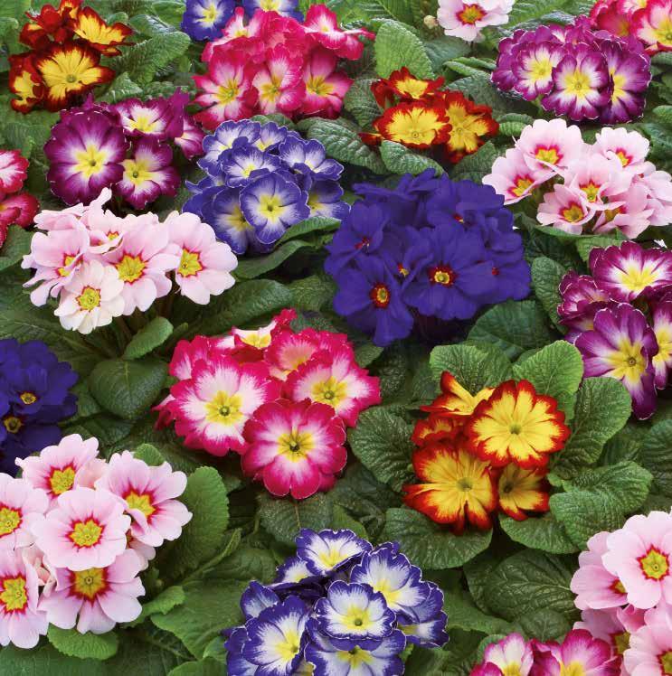 blomnings- och tillväxtegenskaper 471795 Special Mix inkl.