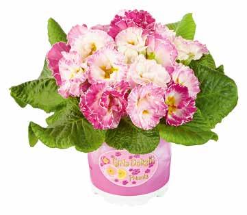F1 Girl's Delight F1 Blommor i attraktiva rosa nyanser Stora,