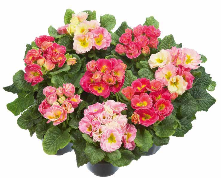 exklusiva sortimentet i detaljhandeln 471950 Pink Shades Aprikosrosa