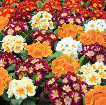 Lucia F1 Attraktiva blandningar för anspråksfulla kunder Blomning under den