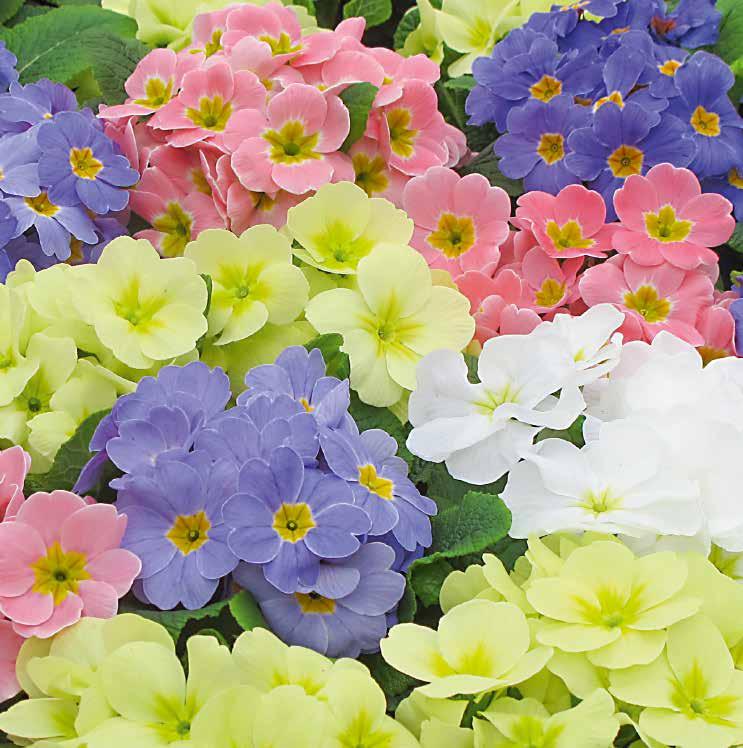 för slutförsäljning 471960 Colorado Mix F1 472062 Lucia Honey Mix F1 39 PRIMULA