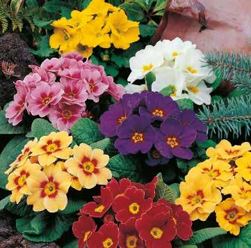PRIMULA 40 MEDELTIDIGA SORTER Solena Mix F1 Varmt lysande blandning