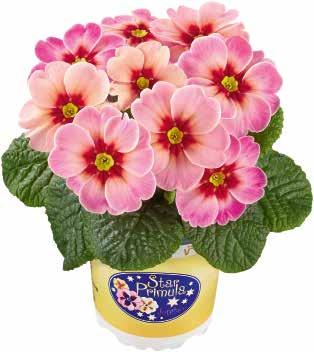 Jupiter F1 Ovanliga, tvåfärgade blommor Kraftig