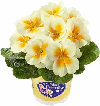 försäljningsprodukter Medeltidig blomning 472195