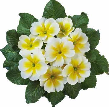White with Red Eye Vit med rött öga 472220 Yellow