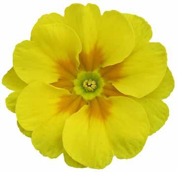 Ädla, fyllda blommor i