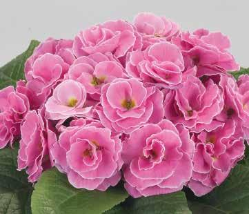 Pink Rosa 472585 White Vit