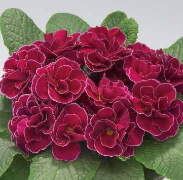 Palazzo Pink F1 43 472590