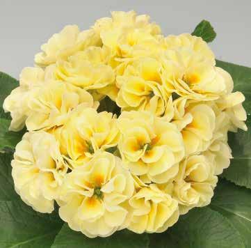 Palazzo Yellow F1 472600