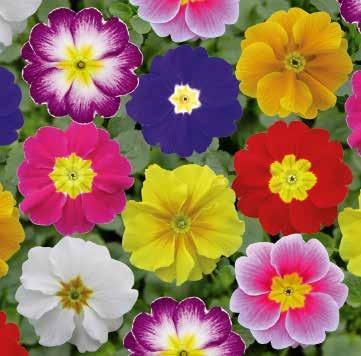 PRIMULA 44 SENA SORTER Alaska F1 Herkules Late F1 Mycket storblommig