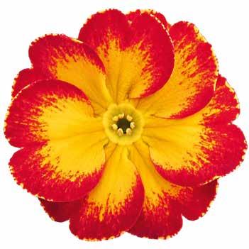Flammigt röd 472834 Bicolor Rose Flammigt rosa 472835 Blue Blå 472840 Orange