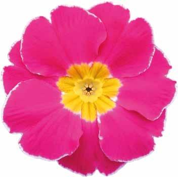 472850 Alaska Rose F1