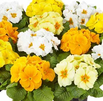 blomning Kraftig