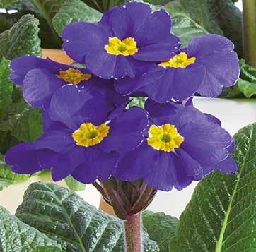 PRIMULA 46 Primula elatior Lundviva 1500 VI-VII 18-20