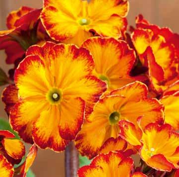 Inara F1 Stadiga, upprätta stjälkar med stora blommor i