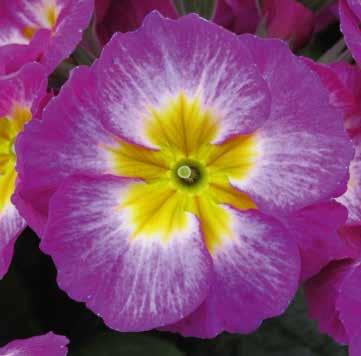 468682 Purple Bicolor Violett, flammig 468690 Rose Rosa