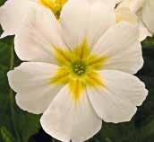 även som perenn Medeltidig blomning i