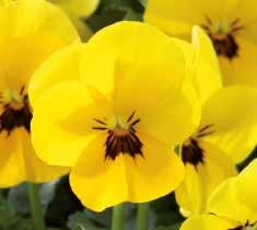 Vi har valt ut de ekologiska vårblommande sorterna med högsta noggrannhet: De är enkla att odla, robusta och friska.