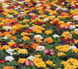 EKOLOGISKT VÅRBLOMMANDE SORTIMENT Art.
