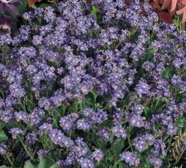 Mix F1 483075 Viola x cornuta Twix Deep Blue with Eye F1 336 409425 Bellis Tasso Mix 483085 Viola x cornuta Twix Delft Blue F1 336 483120