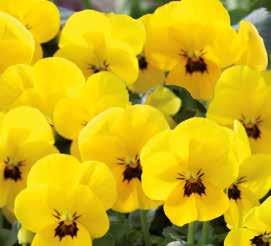 F1 336 457525 Myosotis Sylva Bluesylva 483250 Viola x cornuta Twix Yellow with Eye F1 336 468800 Primula Sylvita Mix F1 483300 Viola x