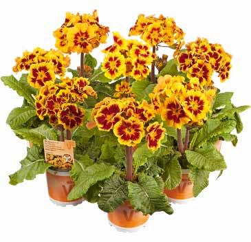 PRIMULA 48 SENA SORTER Indian Tiger F1 Bronsgula blommor