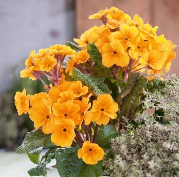 för den sena försäljningen Sammetslena, lysande blommor i