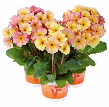 förstärker blommornas färgeffekt Perfekt för tunga