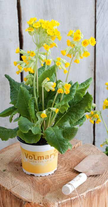 Primula veris Gullviva Sort 2000 VI-VII 18-20 12-18 7 Solaris Gold F1 Solaris Late Yellow F1 Victoriana F1 Lace Solaris Gold F1 9-10 Tidig 4-10 x 9-10 Sen