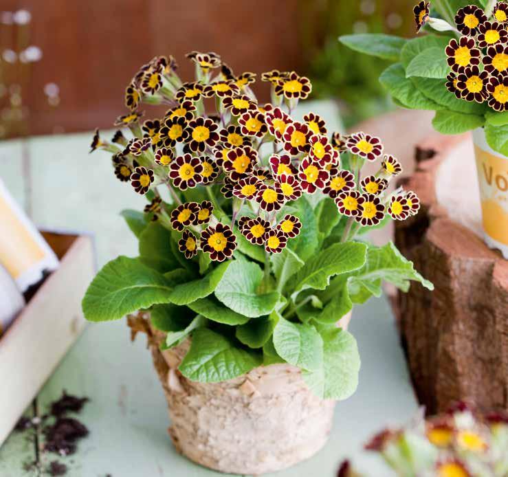 tillväxt Stabila, raka blomstjälkar och friskt gröna blad Idealisk för odling av tunga krukartiklar 469205 Solaris Gold F1 Gul Solaris Late Yellow F1 Sent