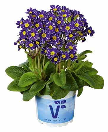 PRIMULA FORTSÄTTNING Lace Små, blå blommor med attraktiv, vit kant på