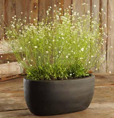 flockar med vita stjärnformade blommor på stabila stjälkar Attraktivt