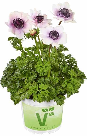 Subaru Vit 402385 Subaru Anemone coronaria Bukettanemon 1500 VIII 18-21