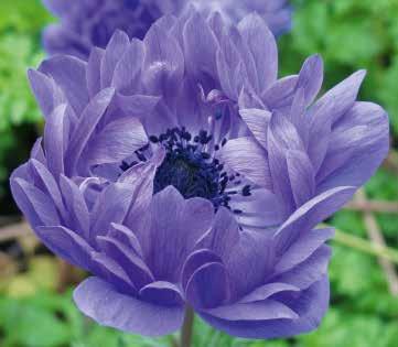 ANEMONE 52 FORTSÄTTNING Animo Double F1