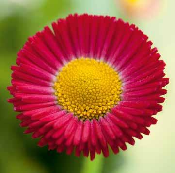 Bellis perennis Tusensköna Sort 1500 VII-IX 18-20 7-14 6 Speedstar Plus